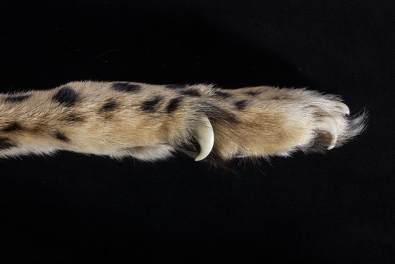 The claw of a cheetah, light brown with black spots, on a black background.