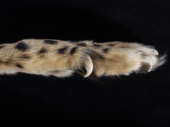 The claw of a cheetah, light brown with black spots, on a black background.
