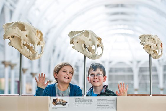 Two children looking at three different sizes of cat skulls.