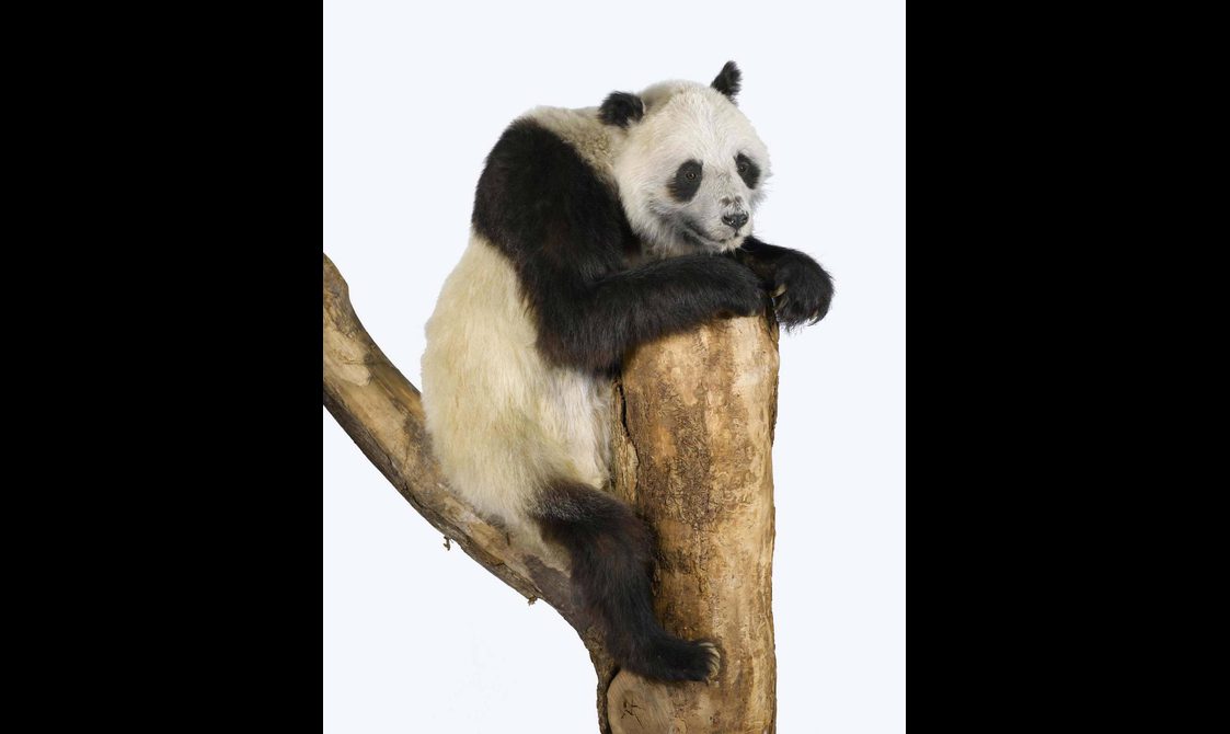A taxidermy model of a panda sitting on a tree branch.