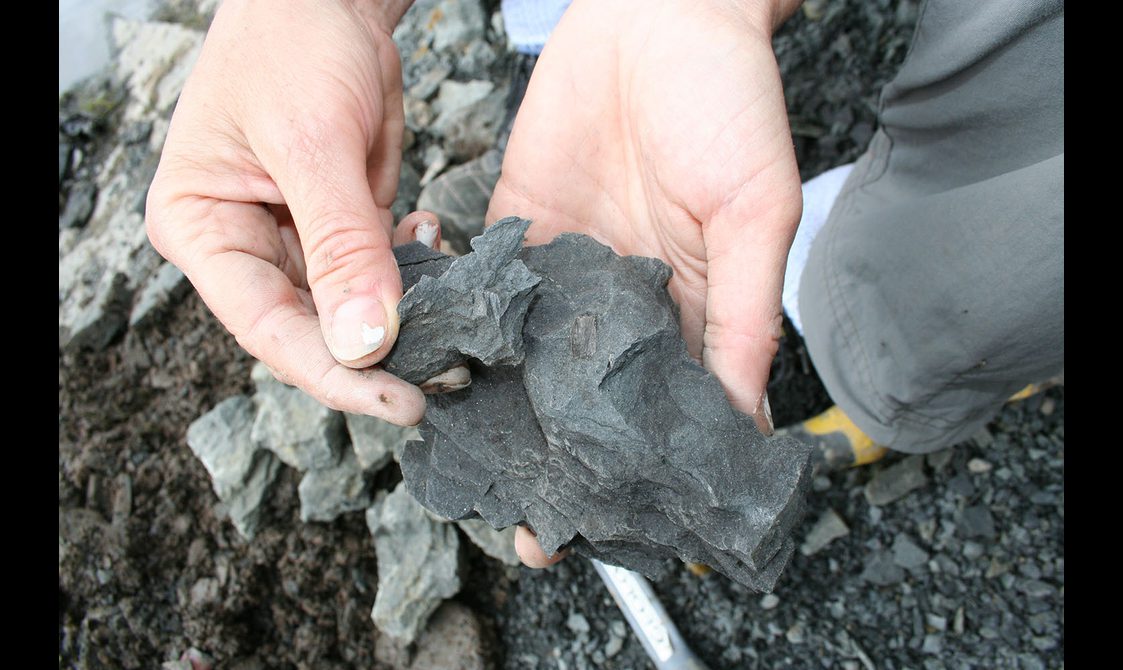 a pair of hands holding slate grey fossilied rocks