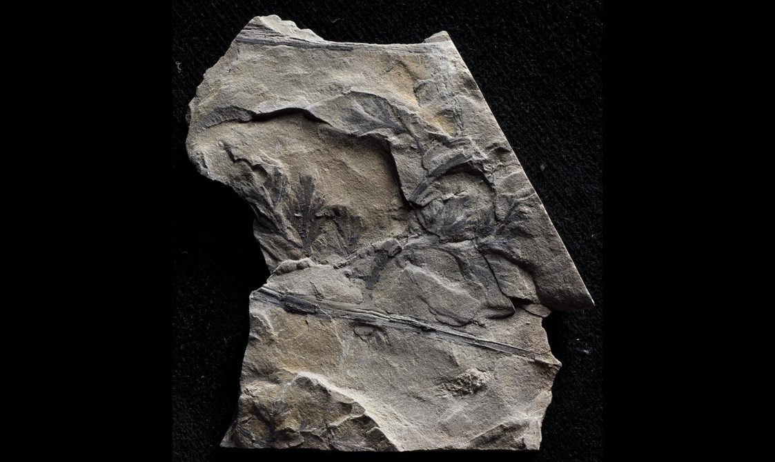 A jagged grey rock with fossilised fern against a black background