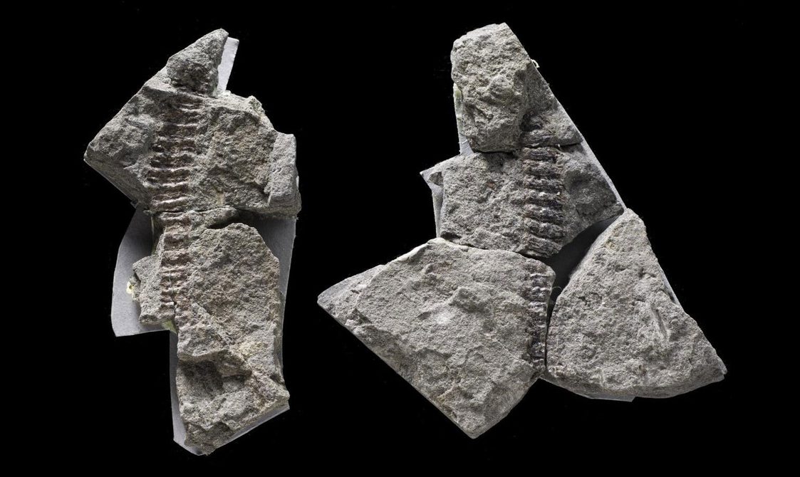 Two fragments of grey rocks with fossilised millipede against a black background