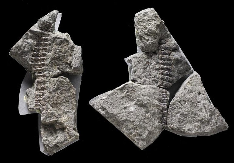 Two fragments of grey rocks with fossilised millipede against a black background