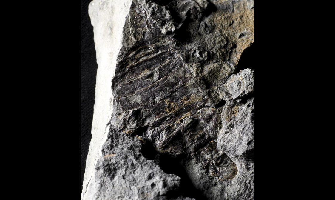 A grey rock with a jagged white edge with a scorpion fossil embedded