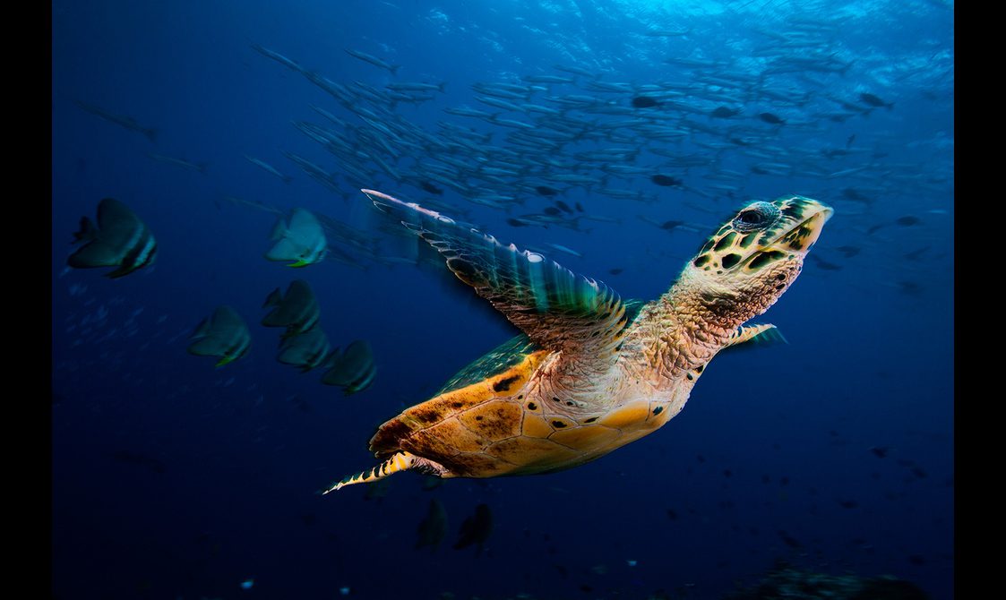 Photograph of a sea turtle swimming by a school of fish.