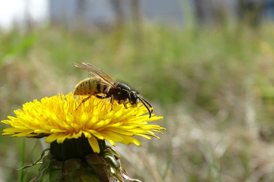 A wasp on a yellow flower in a field of grass.