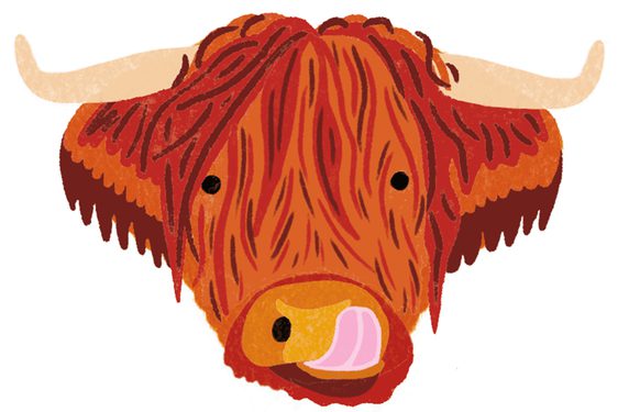 An illustration of a Highland Cow's head as it licks its nose.