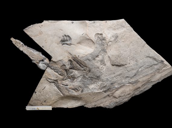 Fossil of an animal skeleton in pale grey rock.