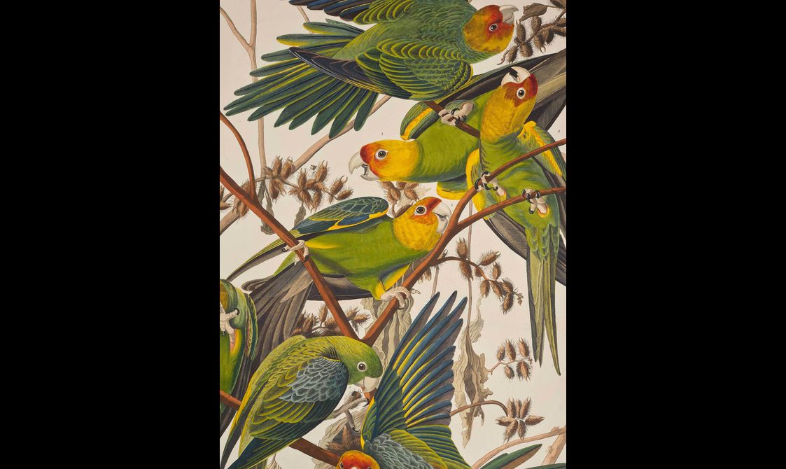 Illustration of a group of colourful Carolina Parrots perching on branches.