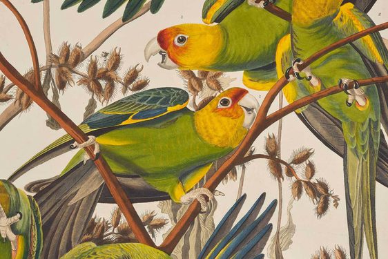 Illustration of a group of colourful Carolina Parrots perching on branches.