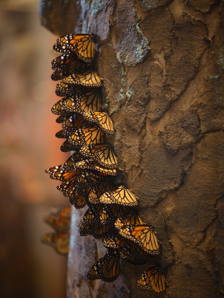 A cluster of orange and black butterflies gather on the bark of a tree.