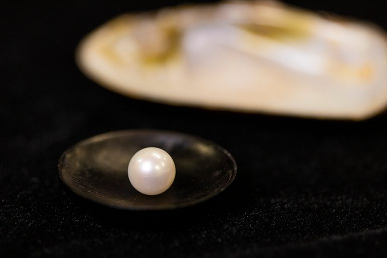 A large pearl resting in a small back bowl, with an open mussel shell and black background.