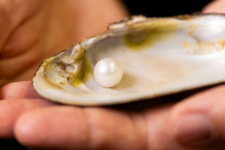 A large pearl resting inside an open mussel shell held by two overlapping hands.