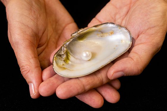 A close up of a large pearl resting inside an open mussel shell held by two overlapping hands.