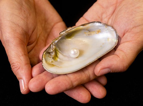 A close up of a large pearl resting inside an open mussel shell held by two overlapping hands.