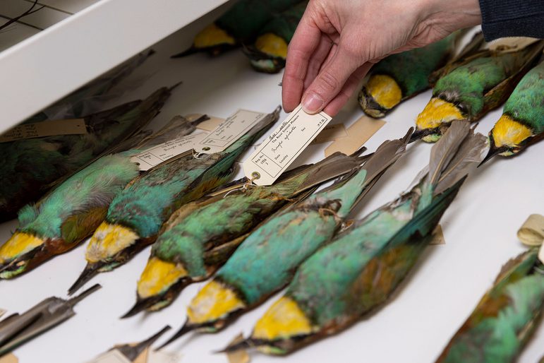 Rows of small green-bellied bird skins with yellow heads lined up on their backs in a white drawer. A hand is holding a label attached to one of the bird's feet.