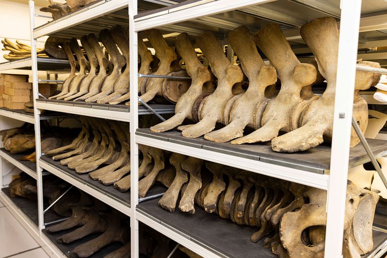 Large shelving units holding large spinal bones from whales.