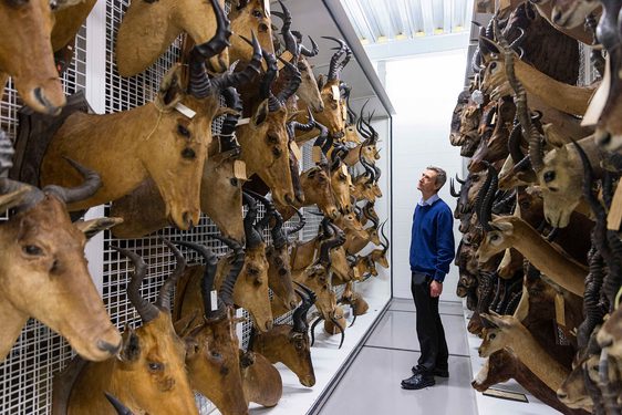 A man stands in a corridor lined with lots of deer-like animal heads with different horns and antlers.