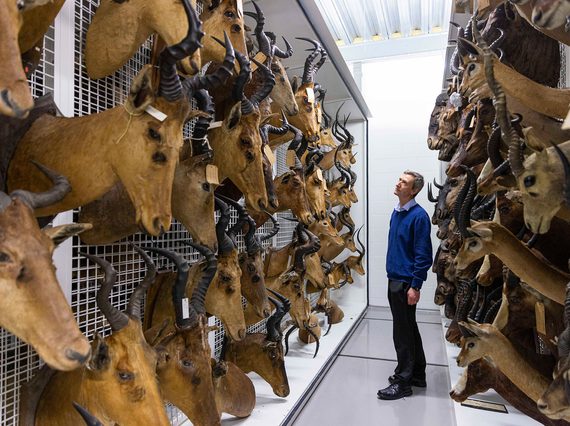 A man stands in a corridor lined with lots of deer-like animal heads with different horns and antlers.