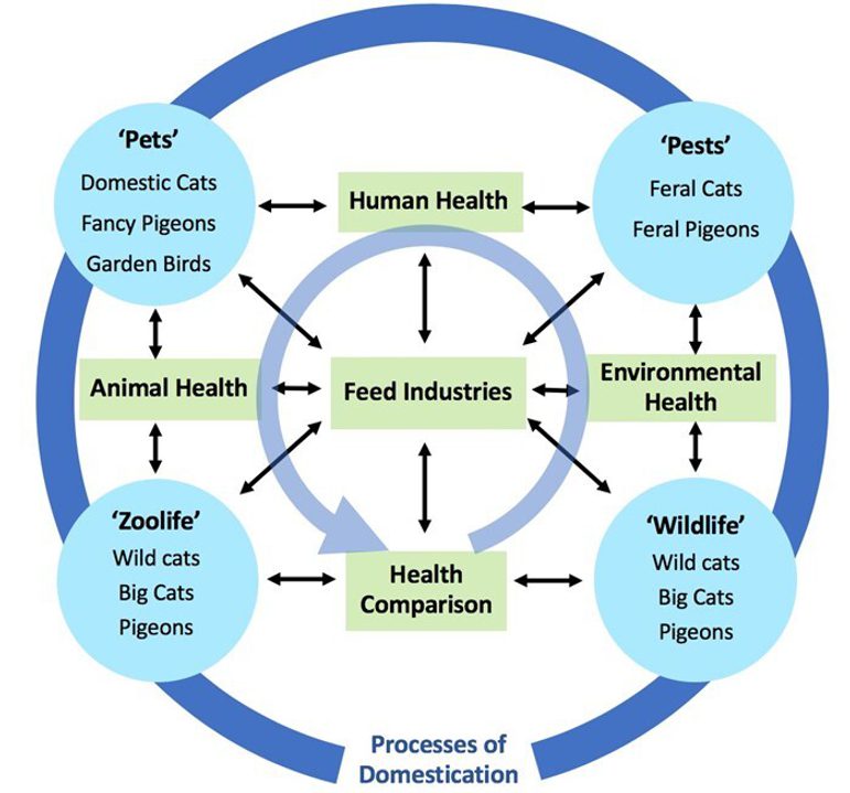 Infographic on the process of domestication of animals.