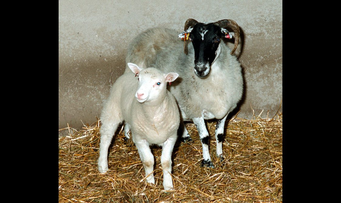 A white lamb standing beside a larger sheep with a white coat and a black face. Both are standing on a floor of hay against a stone wall