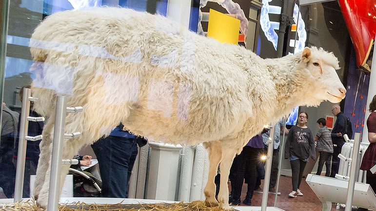 A taxidermy white sheep standing on a bed of hay in a glass cabinet