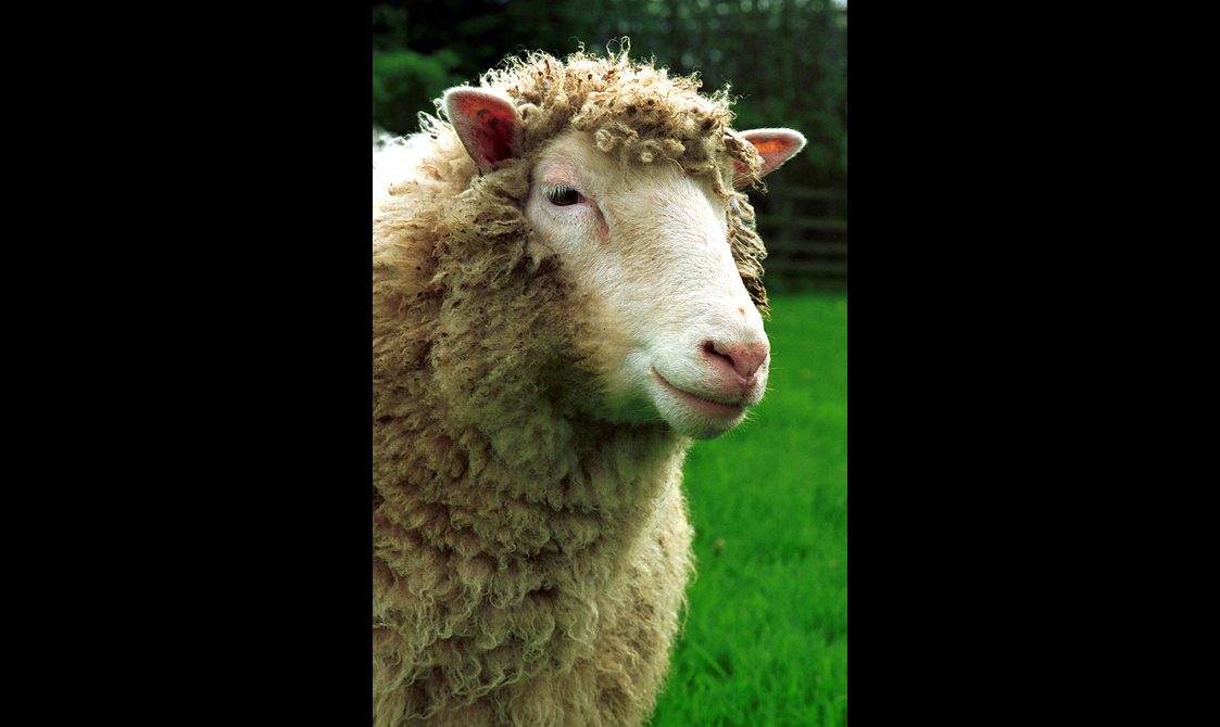 The head and shoulders of a white sheep in a field of green grass