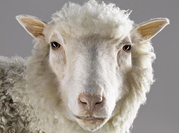 A white sheep looking to camera, shown from the shoulders up against a grey background