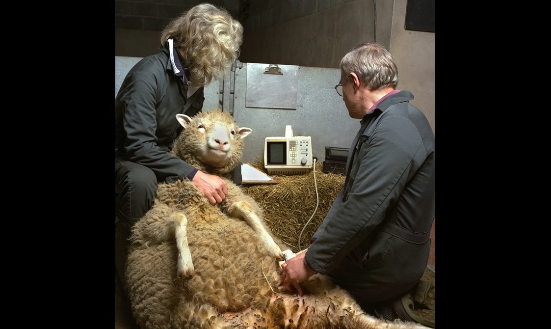 A pregnant white sheep lying on her back, having an ultrasound performed by a man holding the machine and a woman sitting behind the sheep to hold her in place