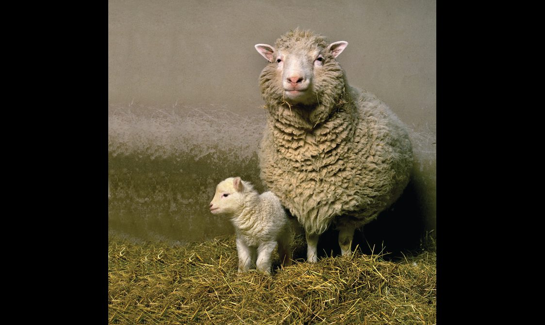 A small white lamb standing beside a large white sheep. Both are standing on straw against a stone wall