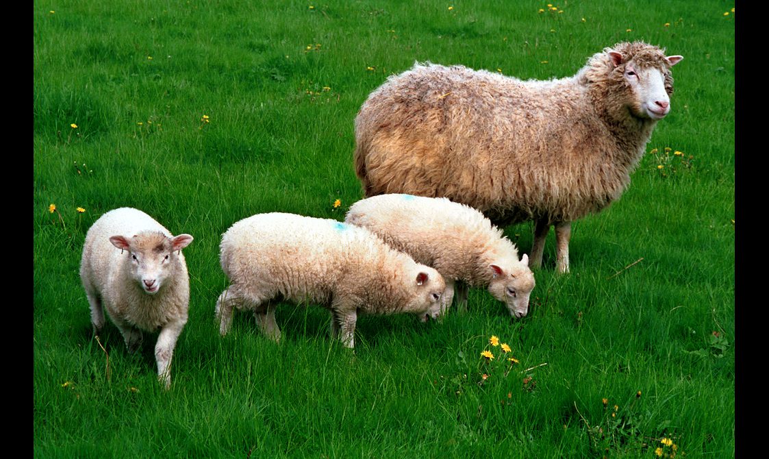 A large sheep with dirty white coat beside three white lambs in a field of green grass