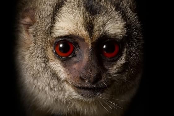 Close up of a taxidermy specimen of a grey legged douroucouli, looking directly at the camera. The douroucouli has grey fur, and a round face with a flat nose. It's main features are its eyes, which are red, striking, and looking directly at the camera.
