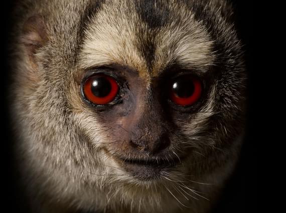 Close up of a taxidermy specimen of a grey legged douroucouli, looking directly at the camera. The douroucouli has grey fur, and a round face with a flat nose. It's main features are its eyes, which are red, striking, and looking directly at the camera.