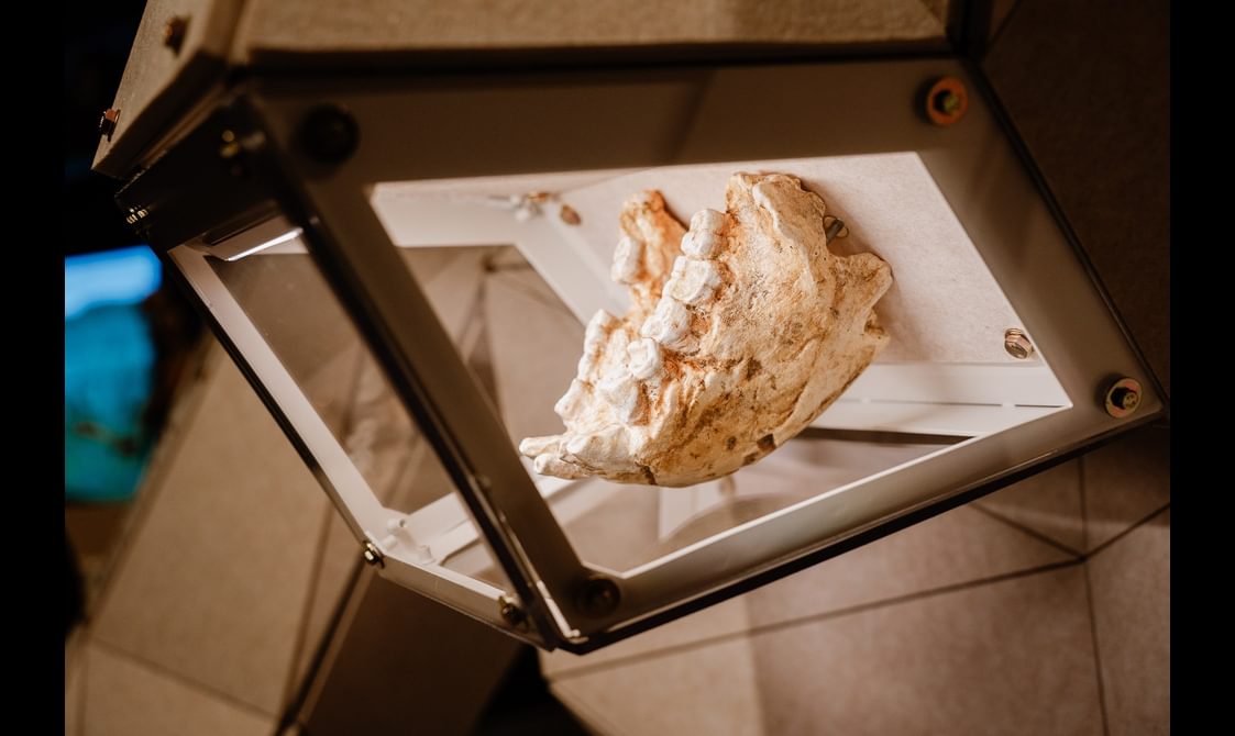 A fossilised jaw bone of a mammal, in the giants exhibition. It's a lower jaw bone that still contains teeth, and is on display in a glass case.
