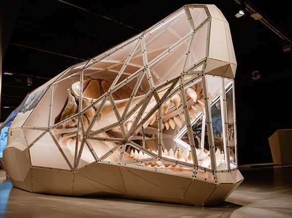 A large white card structure in the shape of a whale skull. The inside of the structure contains parts of a real bone skull, and teeth.