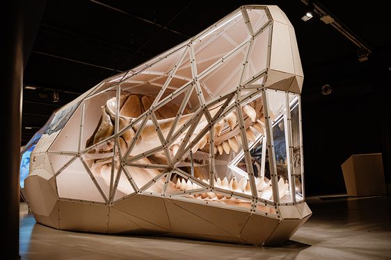 A large white card structure in the shape of a whale skull. The inside of the structure contains parts of a real bone skull, and teeth.