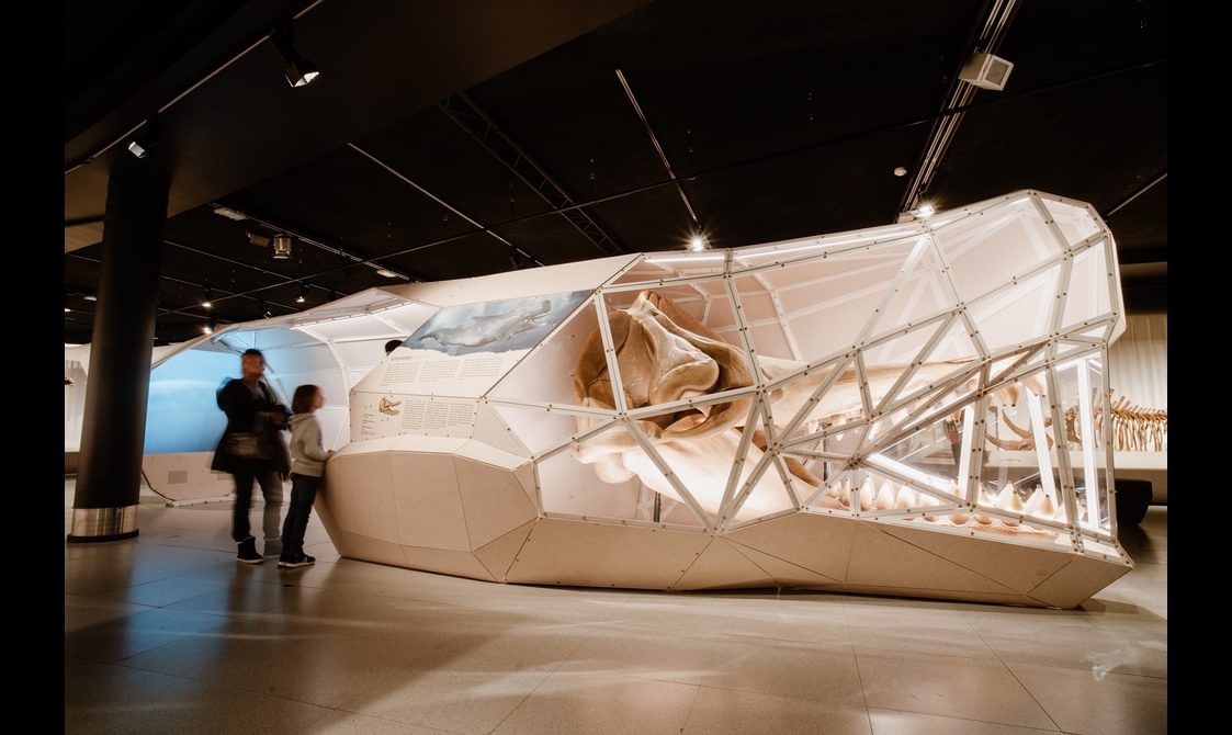 Visitors enjoying the Giants exhibition. They are standing next to a lifesize 3D sculpture of a crocodile's skull, which has glass panels across half the head so you can see real bones inside.