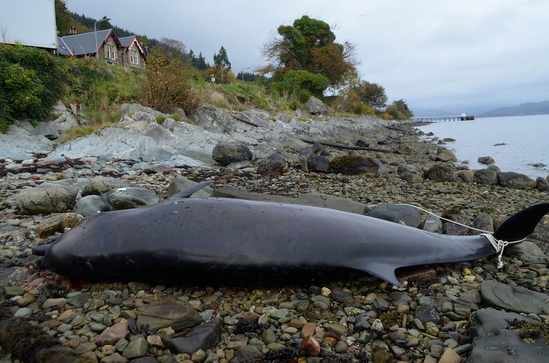 A dark grey, bottle-nosed whale stranded on its side on a rocky beach. There is a rope tied just below its tail fin.