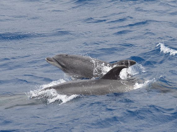 Two bottle-nosed dolphins surfacing in the water. You can see one's head, and the other's back and fin.