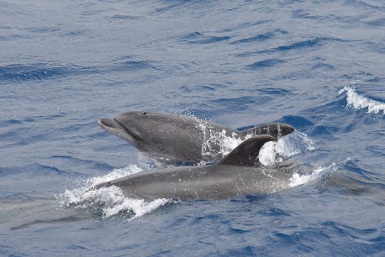 Two bottle-nosed dolphins surfacing in the water. You can see one's head, and the other's back and fin.