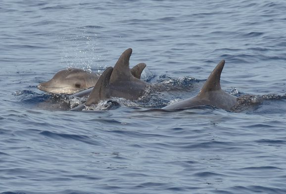 The back fins of three rough-toothed dolphins and the head of another above the surface of the water.