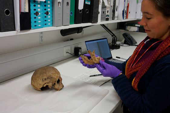 A curator examining the lower jaw of an archaeological skull specimen in a laboratory.