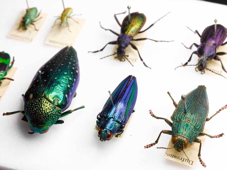A collection of purple, green, blue, and gold coloured beetles of different shapes and sizes pinned to a white surface.
