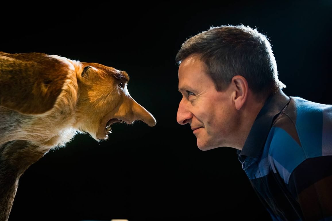 A man is looking face to face at a taxidermy specimen of a proboscis monkey