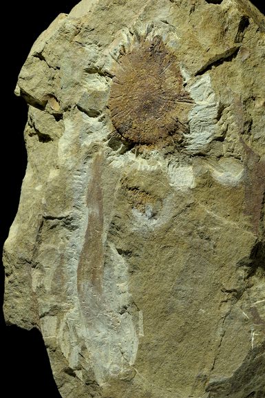 Tan coloured slab of rock with faint indentation of a mushroom-shaped plant.