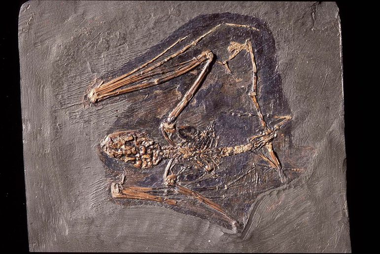 A flat grey piece of rock with the fossil of a bat.