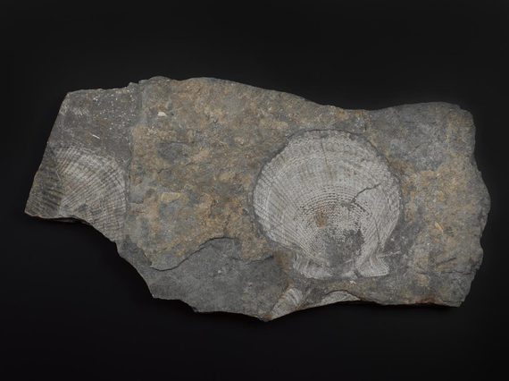 A sample of a fossil.