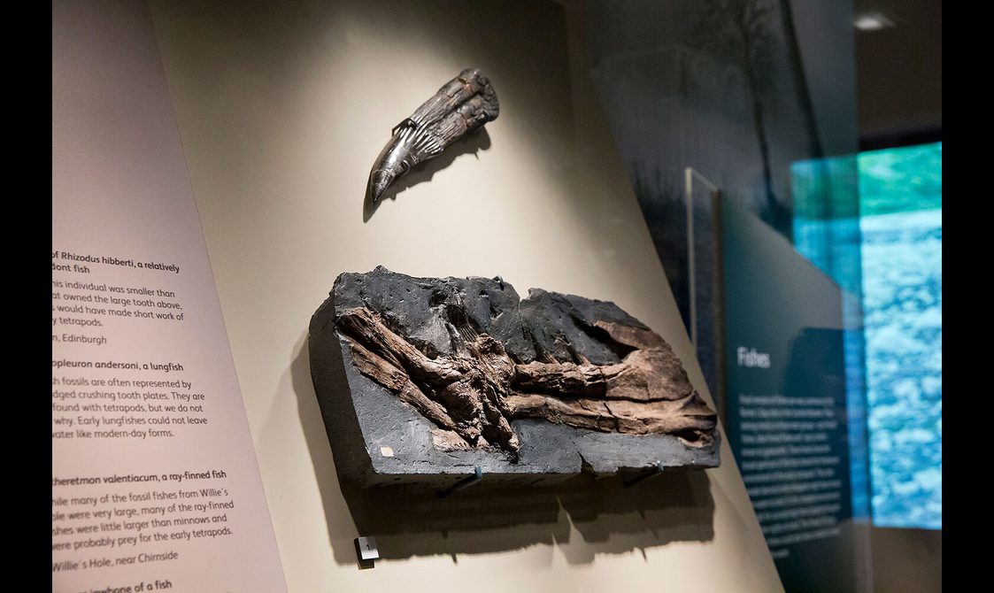 Two fossil specimens mounted in a museum display case.