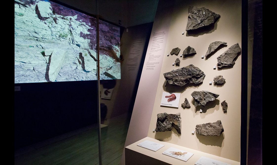 A selection of fossils on display in a glass museum case.